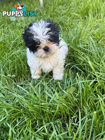 Pure bred Shih Tzu puppies 8 weeks male and female