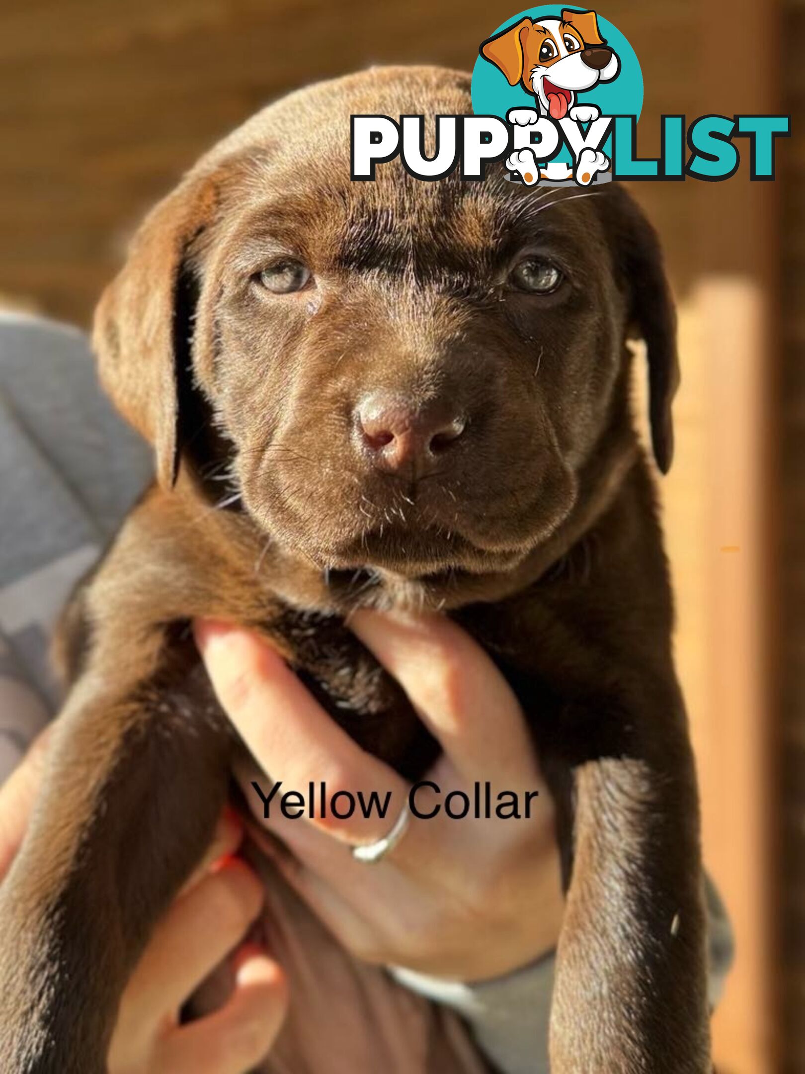 🐾 Purebred Labrador Puppies – Ready for Their Forever Homes! 🐾