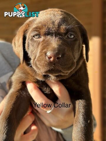 🐾 Purebred Labrador Puppies – Ready for Their Forever Homes! 🐾