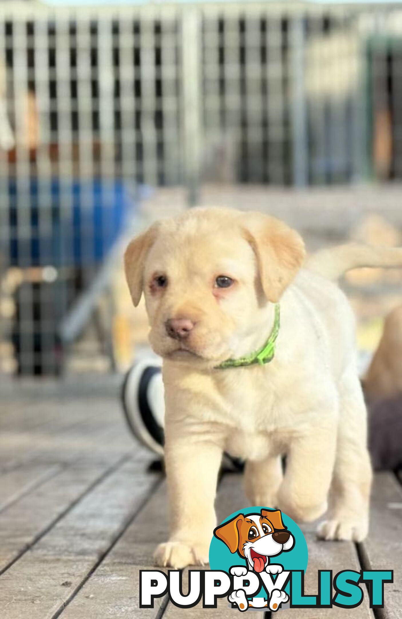 🐾 Purebred Labrador Puppies – Ready for Their Forever Homes! 🐾