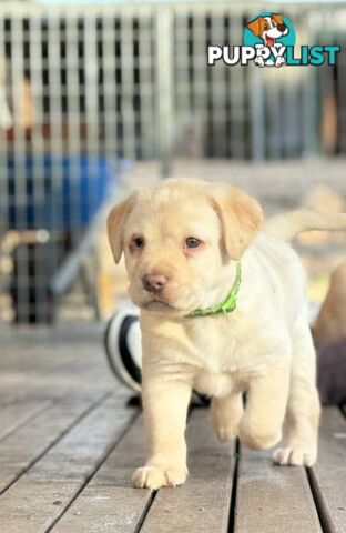 🐾 Purebred Labrador Puppies – Ready for Their Forever Homes! 🐾