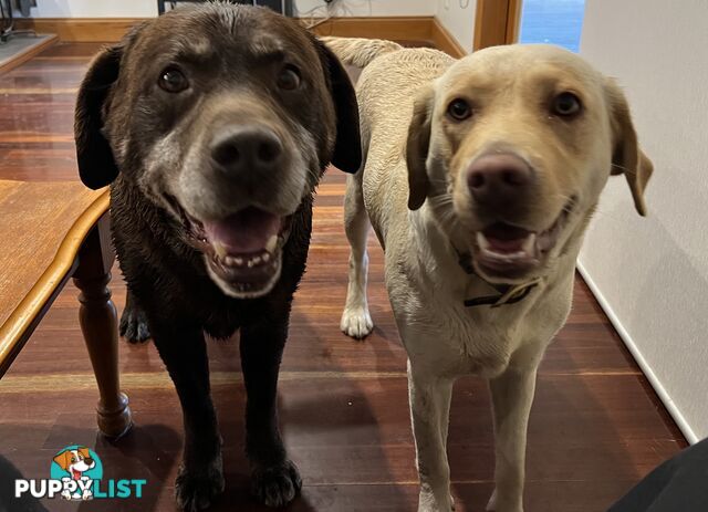 🐾 Purebred Labrador Puppies – Ready for Their Forever Homes! 🐾