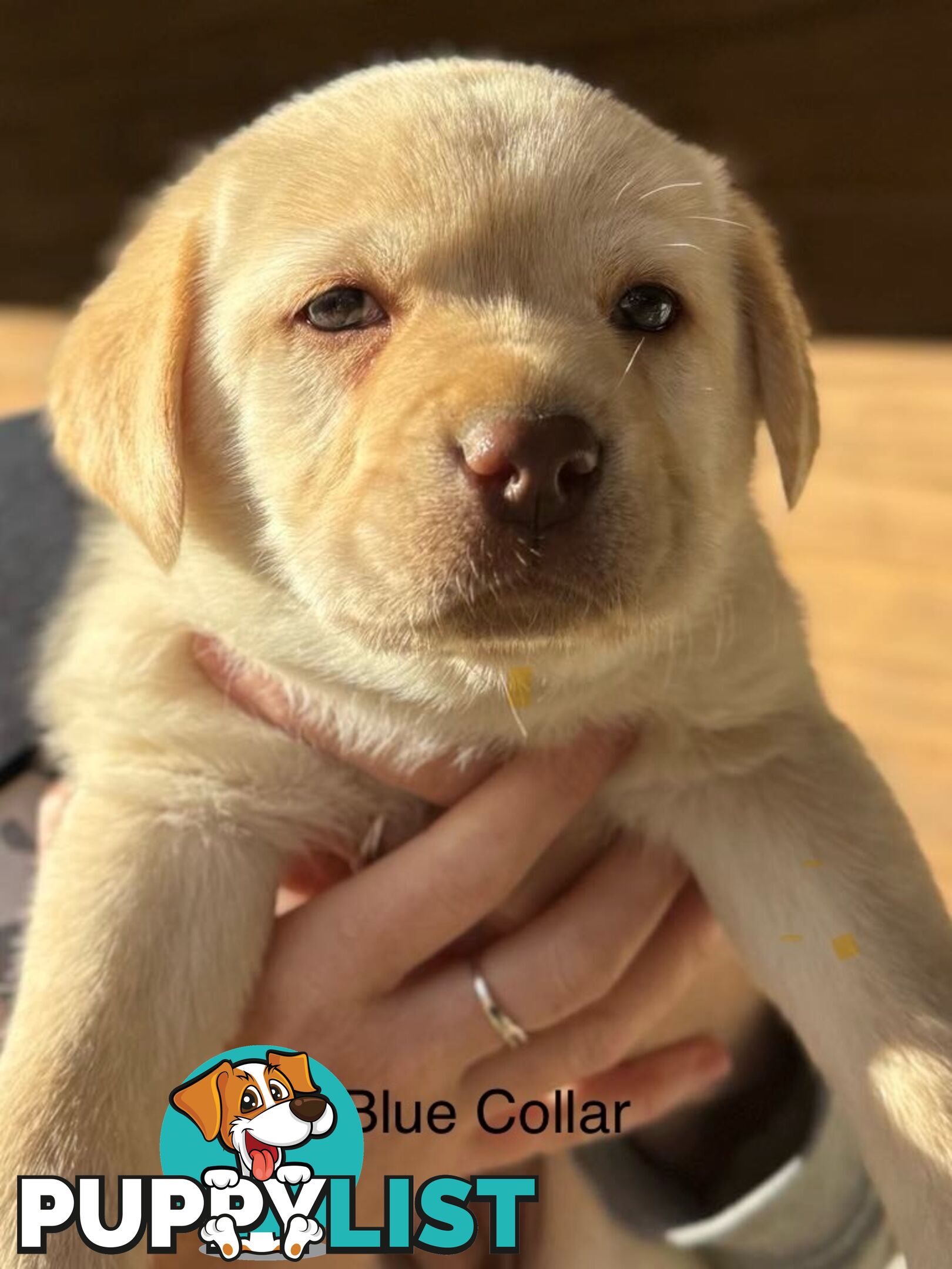🐾 Purebred Labrador Puppies – Ready for Their Forever Homes! 🐾