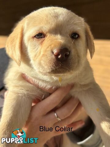 🐾 Purebred Labrador Puppies – Ready for Their Forever Homes! 🐾