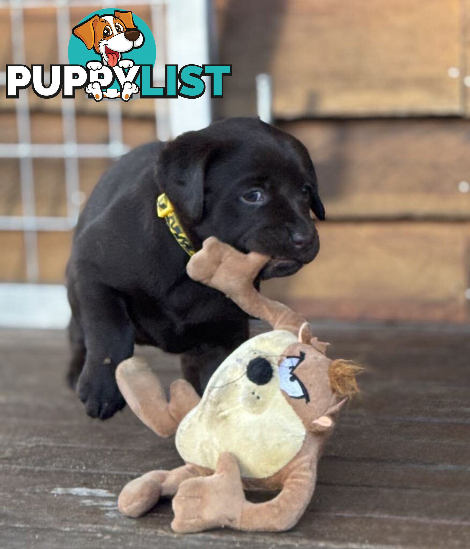 🐾 Purebred Labrador Puppies – Ready for Their Forever Homes! 🐾