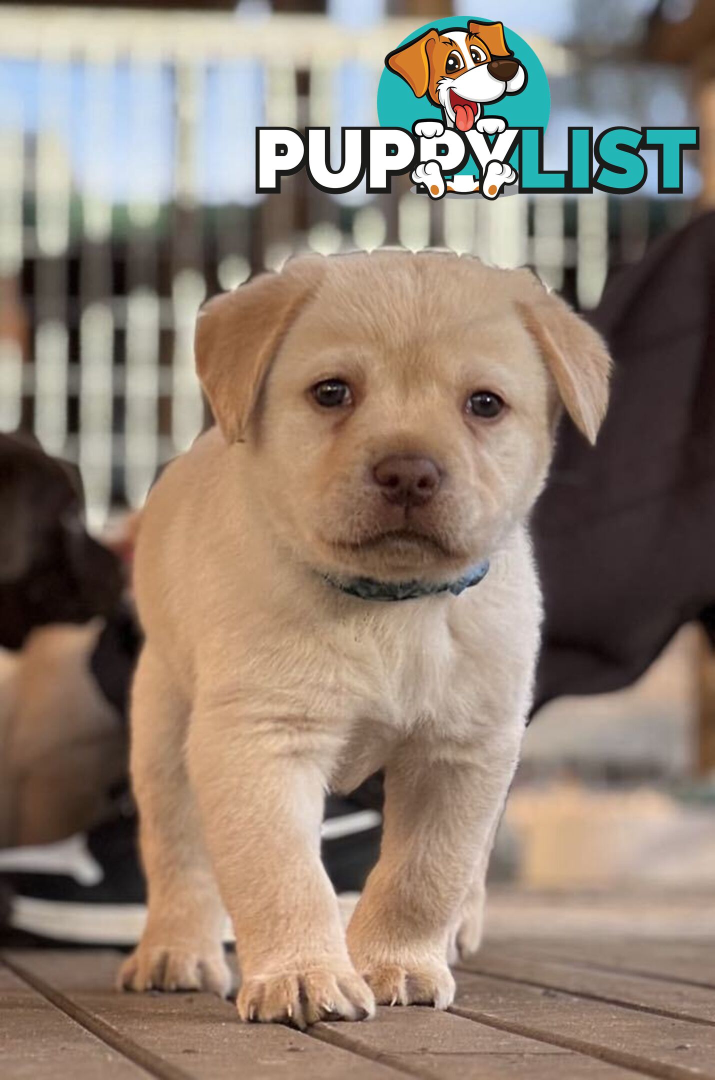 🐾 Purebred Labrador Puppies – Ready for Their Forever Homes! 🐾
