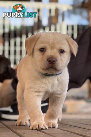 🐾 Purebred Labrador Puppies – Ready for Their Forever Homes! 🐾