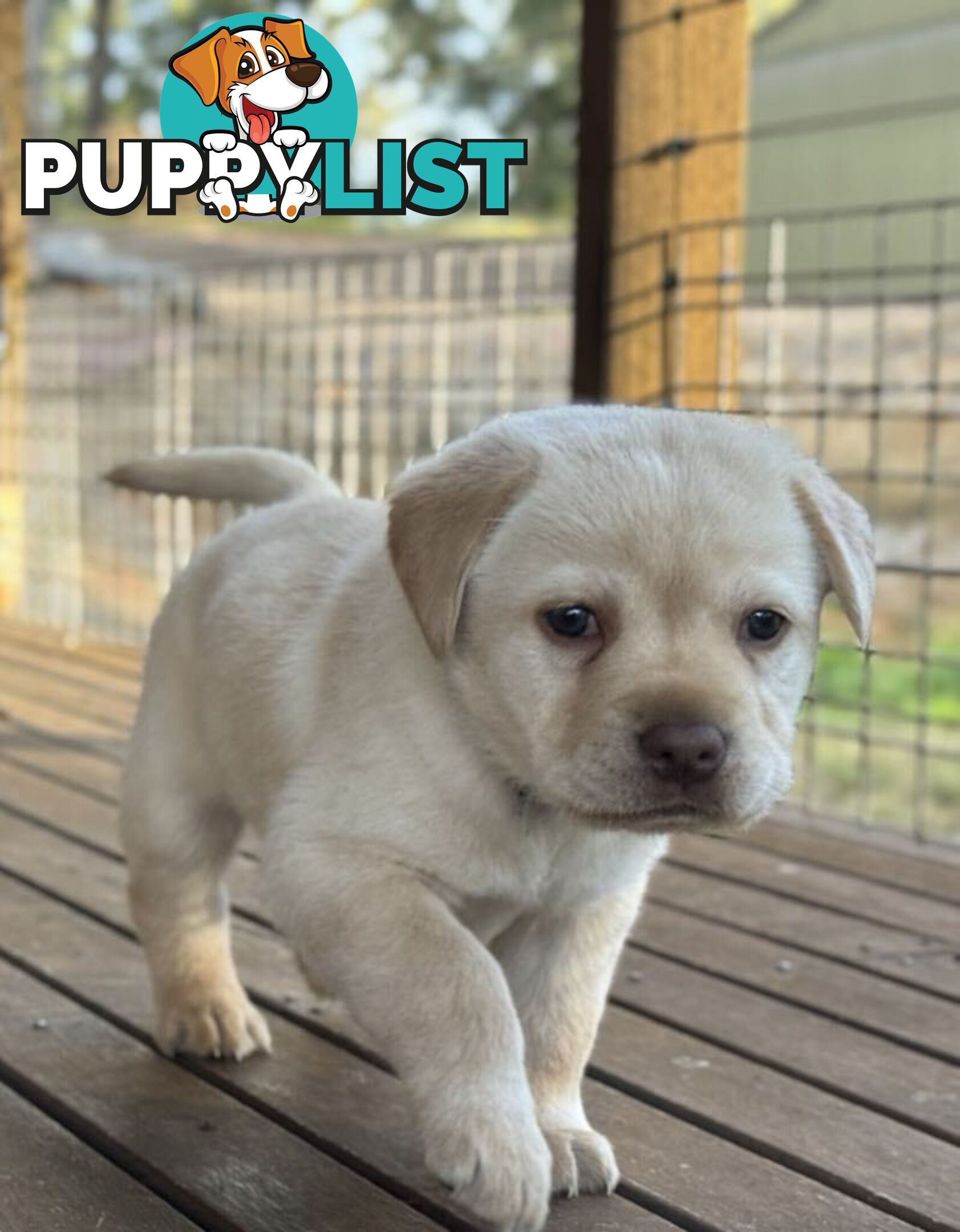 🐾 Purebred Labrador Puppies – Ready for Their Forever Homes! 🐾