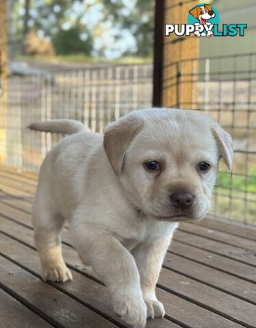🐾 Purebred Labrador Puppies – Ready for Their Forever Homes! 🐾