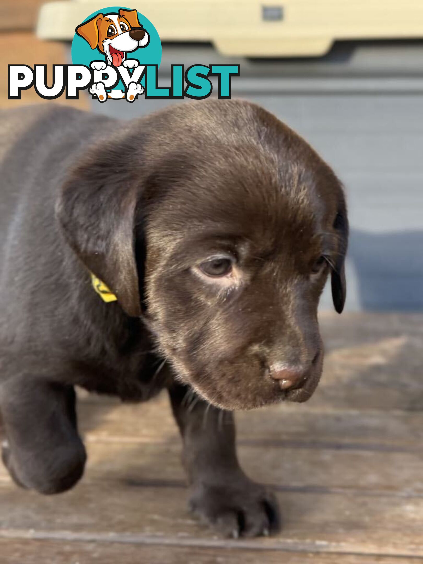 🐾 Purebred Labrador Puppies – Ready for Their Forever Homes! 🐾