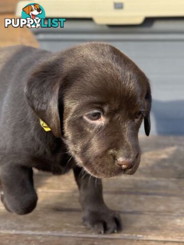 🐾 Purebred Labrador Puppies – Ready for Their Forever Homes! 🐾