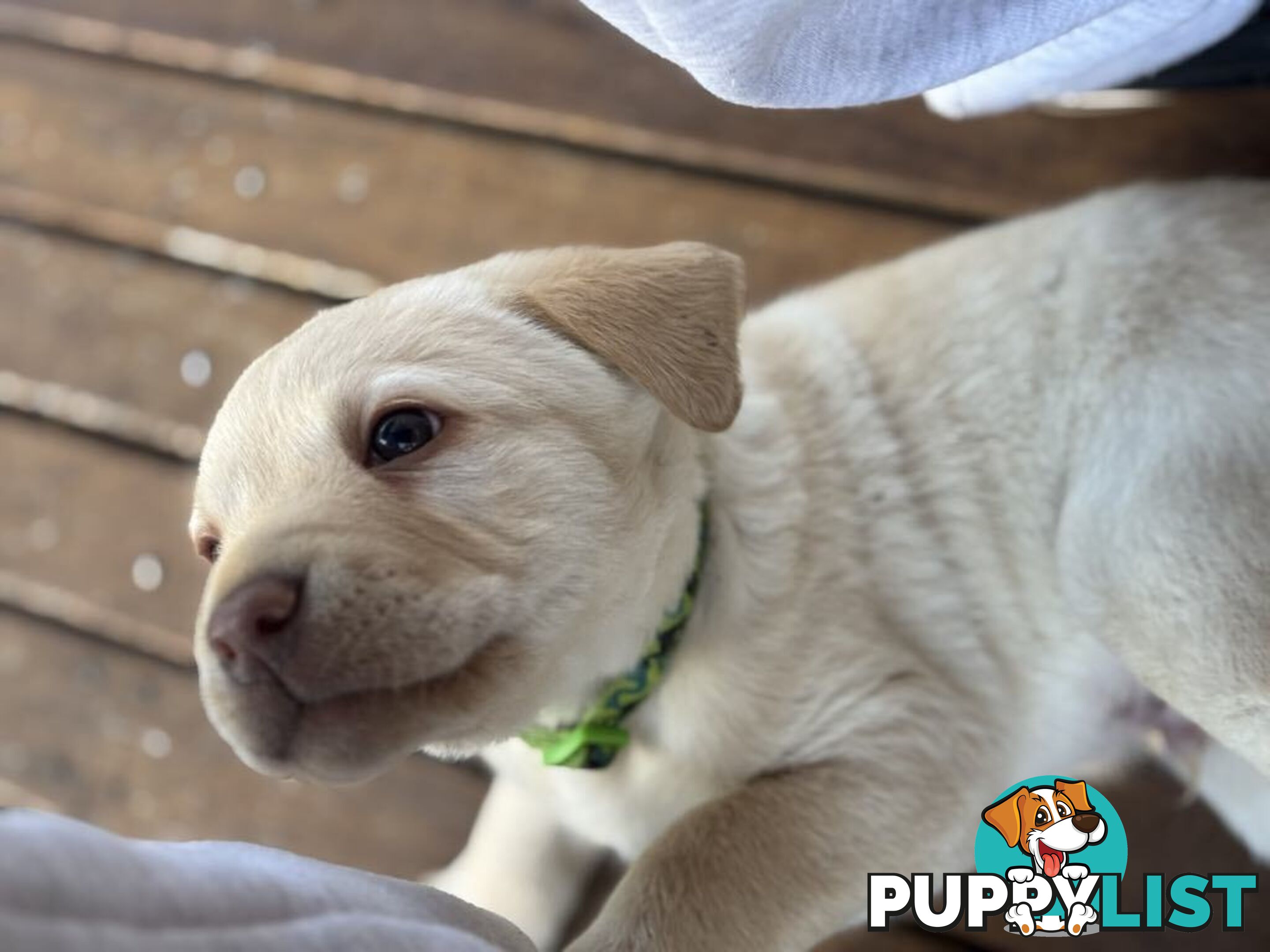 🐾 Purebred Labrador Puppies – Ready for Their Forever Homes! 🐾