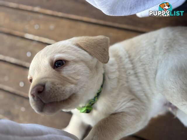 🐾 Purebred Labrador Puppies – Ready for Their Forever Homes! 🐾