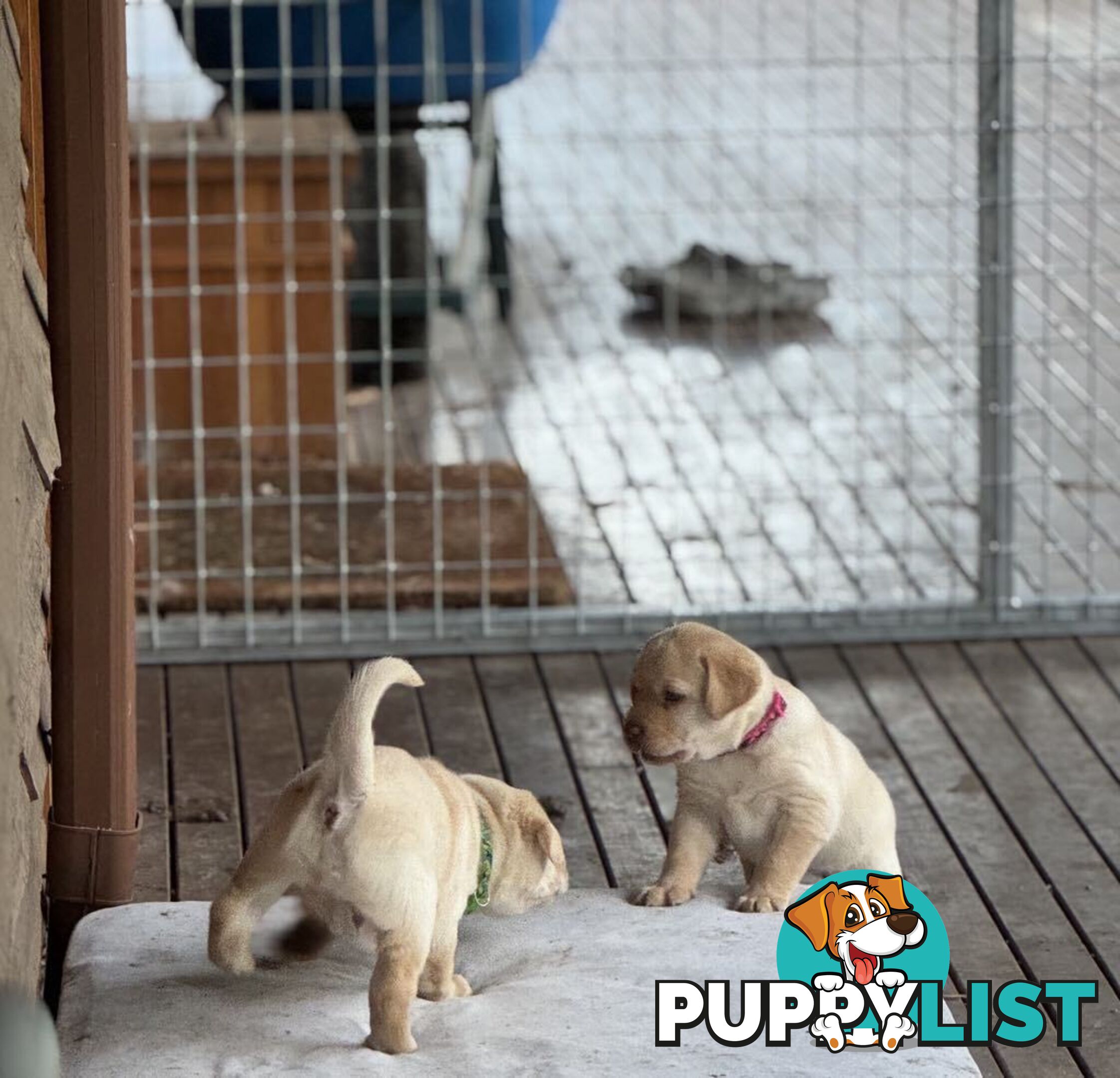 🐾 Purebred Labrador Puppies – Ready for Their Forever Homes! 🐾