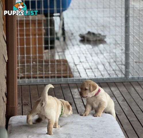 🐾 Purebred Labrador Puppies – Ready for Their Forever Homes! 🐾