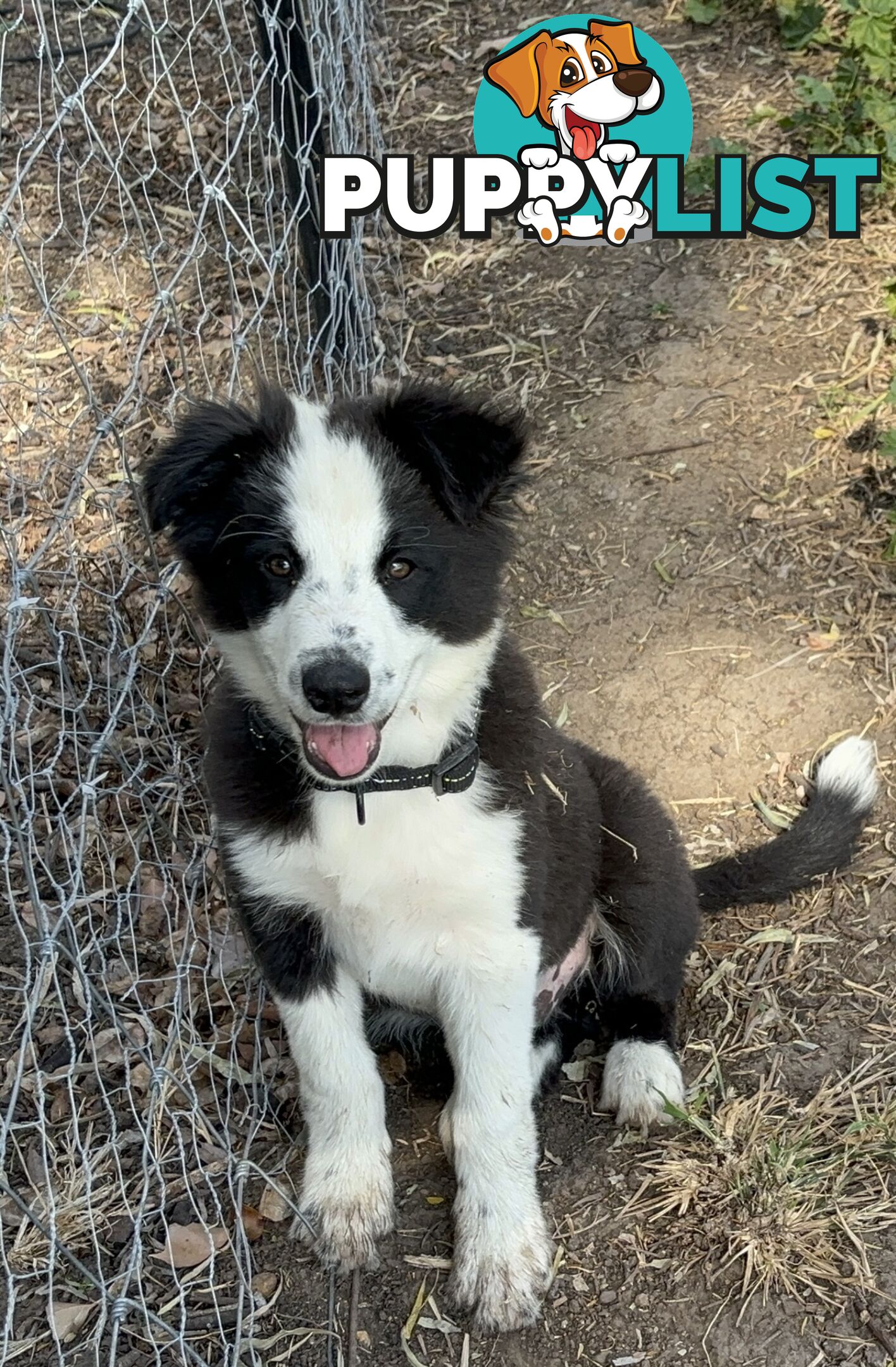 Border Collie Pups