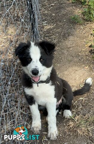 Border Collie Pups