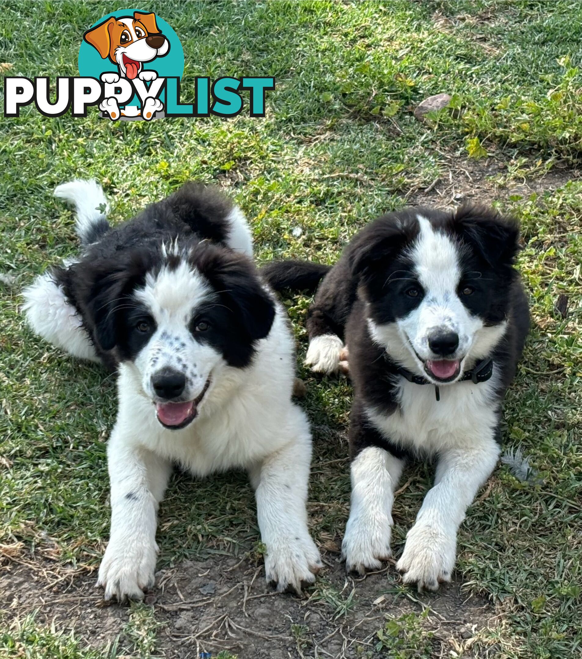 Border Collie Pups