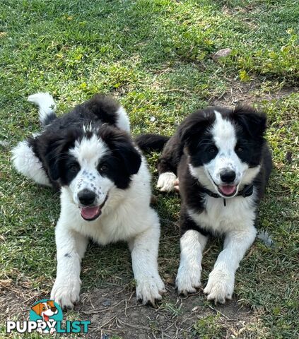 Border Collie Pups