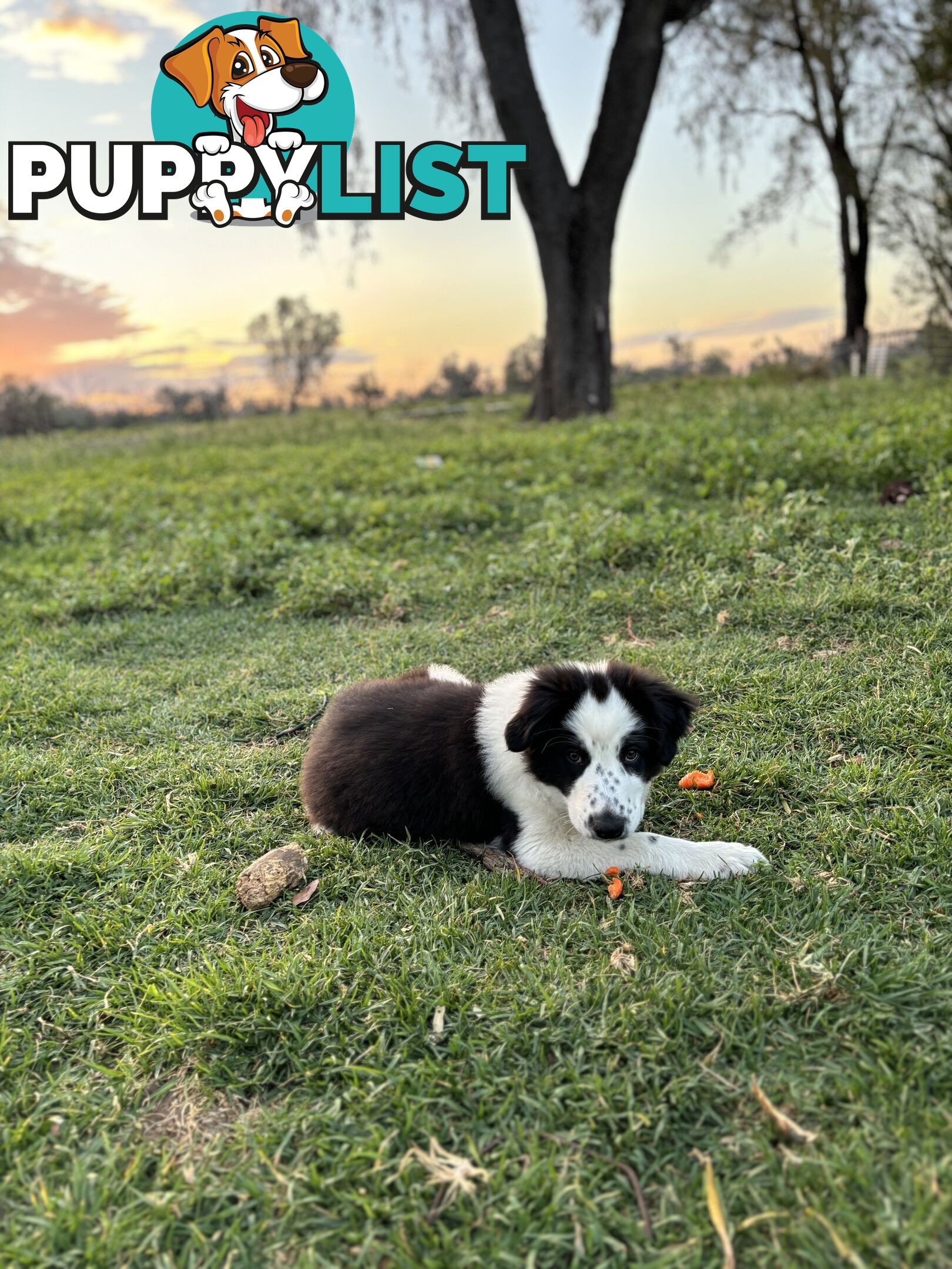 Border Collie Pups