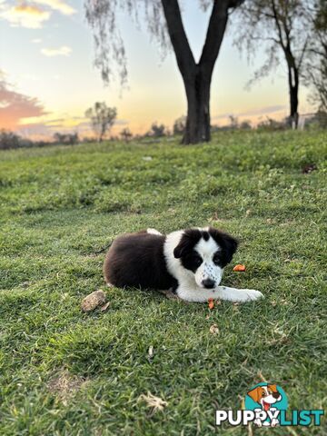 Border Collie Pups