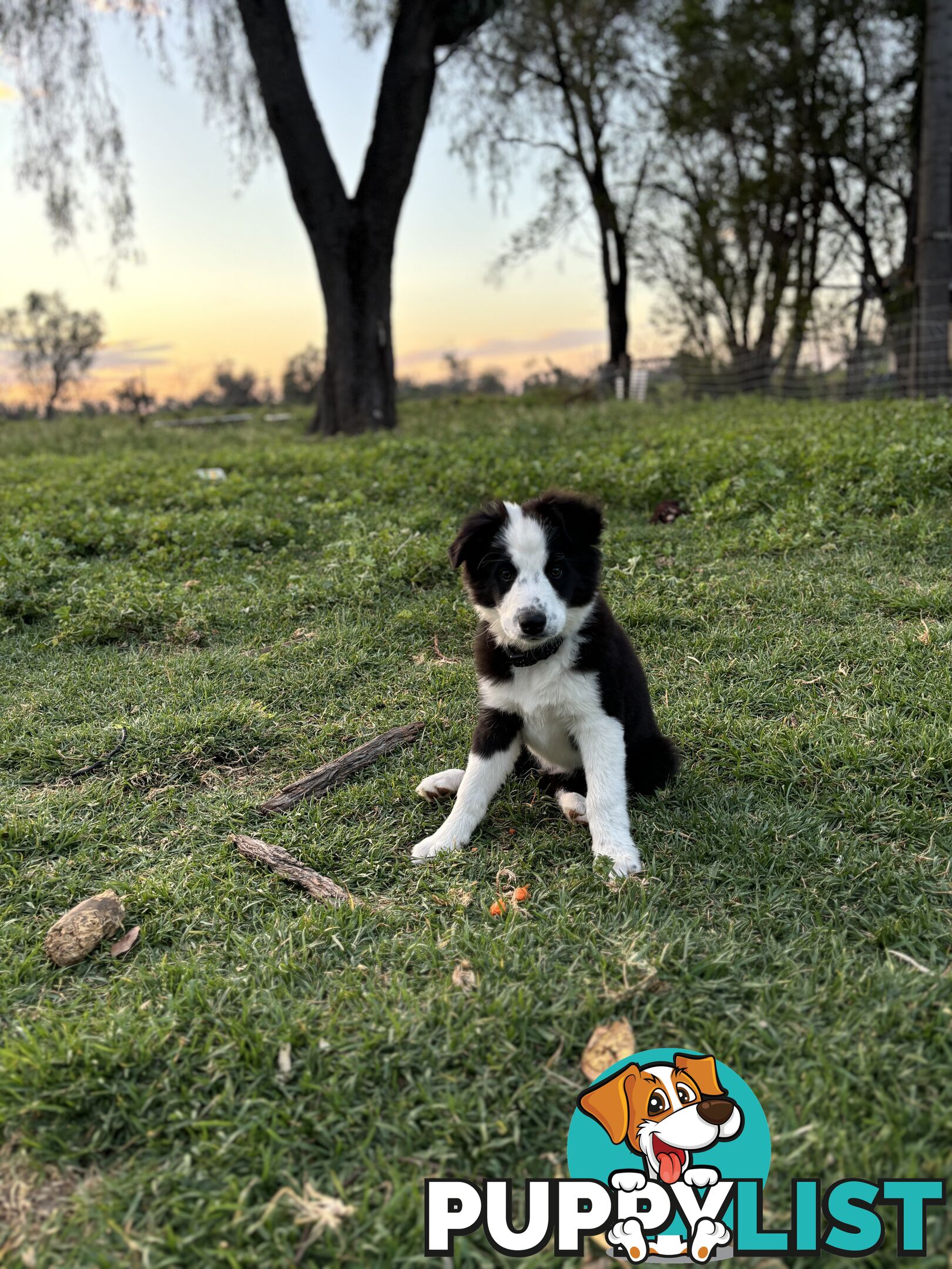 Border Collie Pups