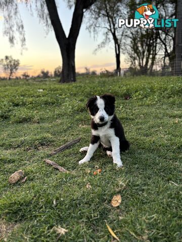 Border Collie Pups