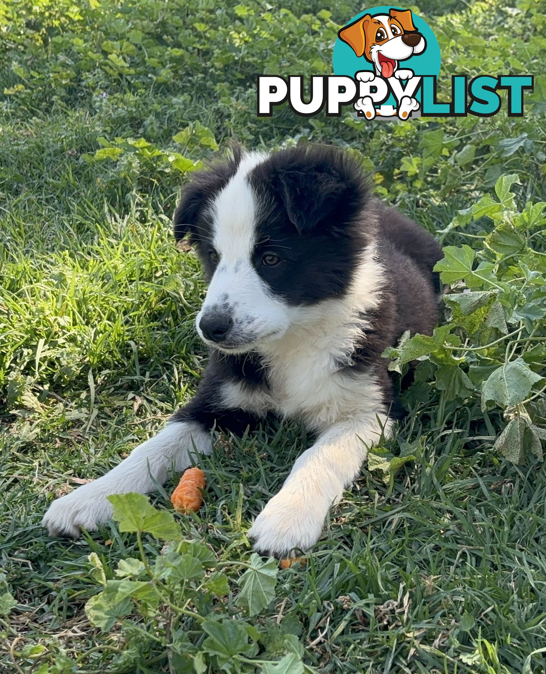 Border Collie Pups