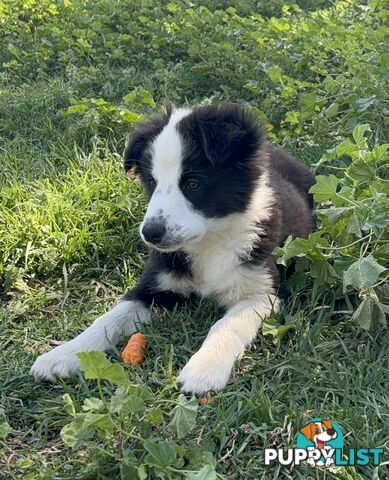 Border Collie Pups