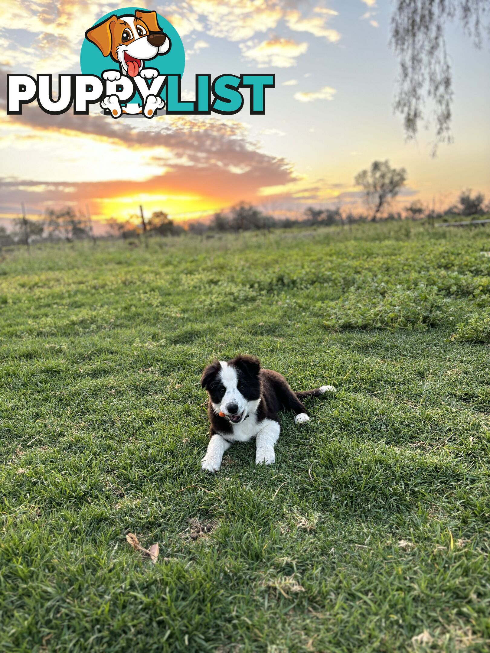 Border Collie Pups