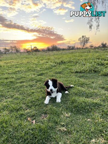 Border Collie Pups