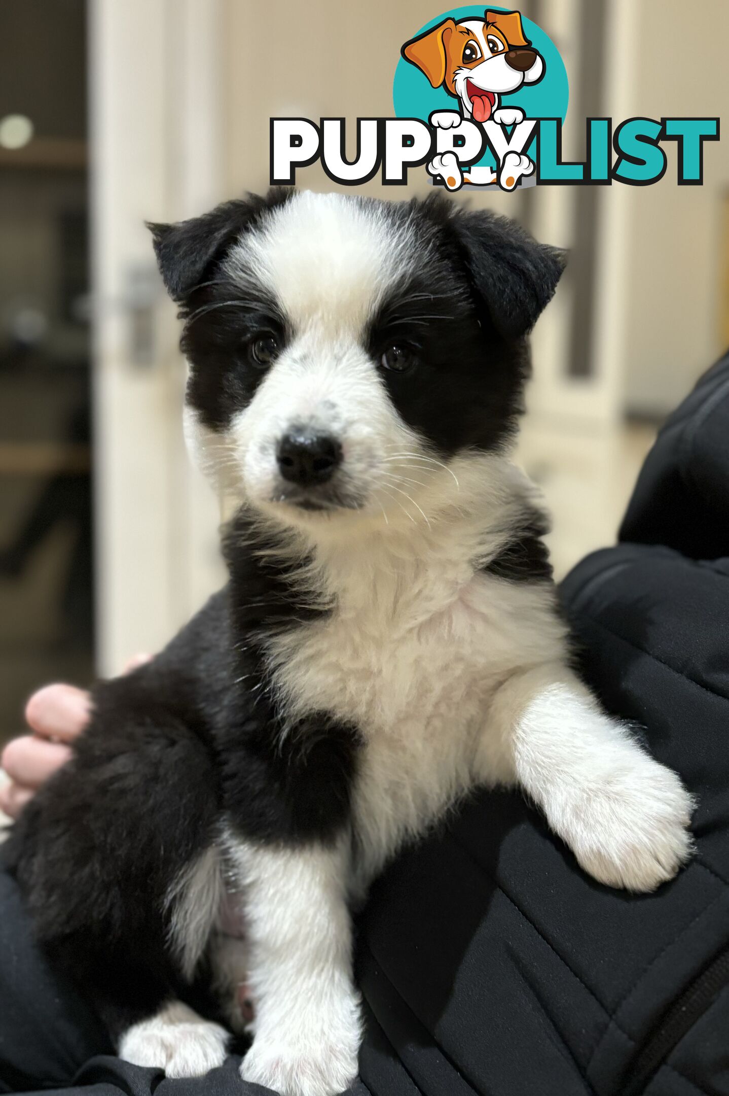 Border Collie Pups