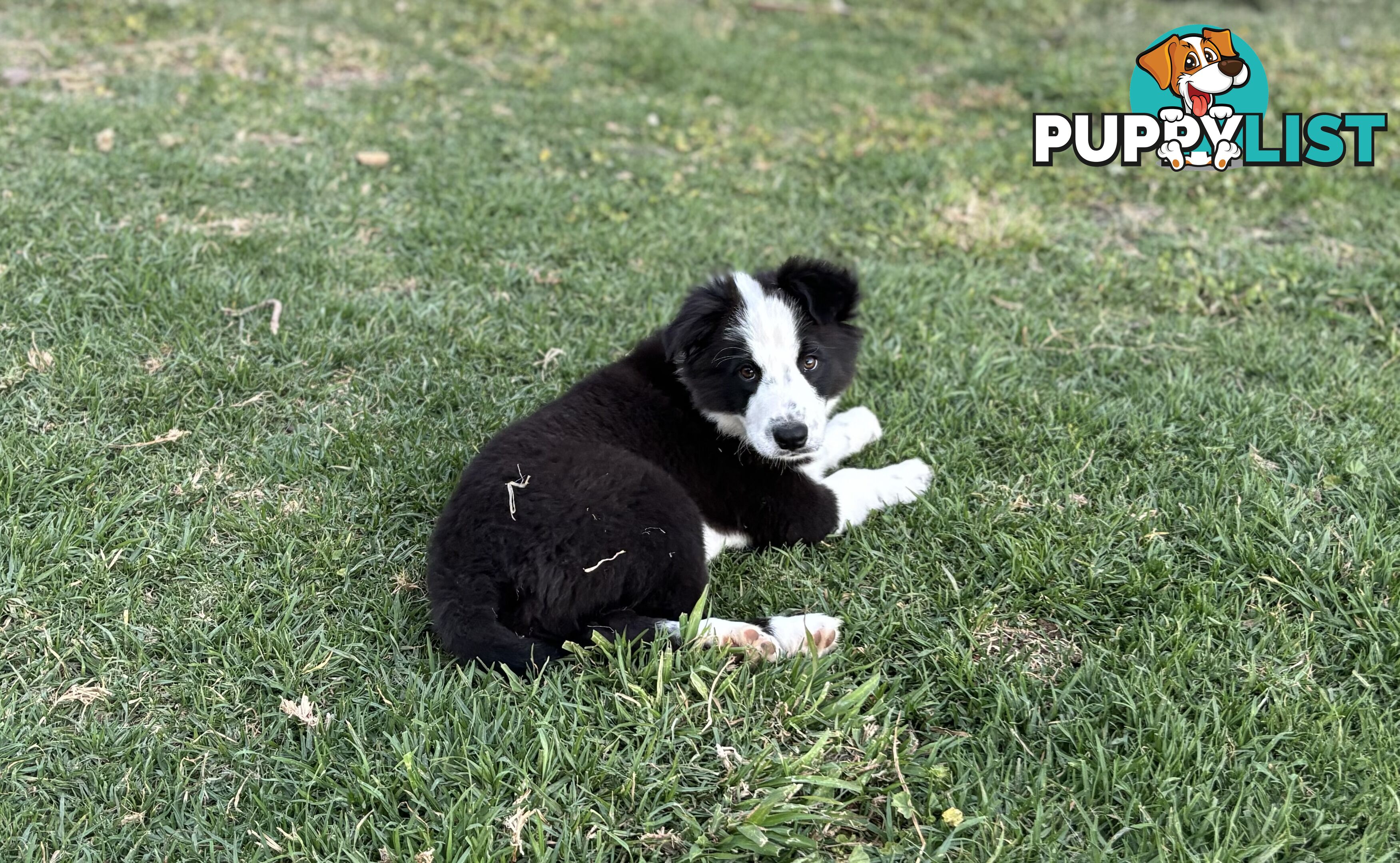 Border Collie Pups