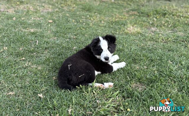 Border Collie Pups