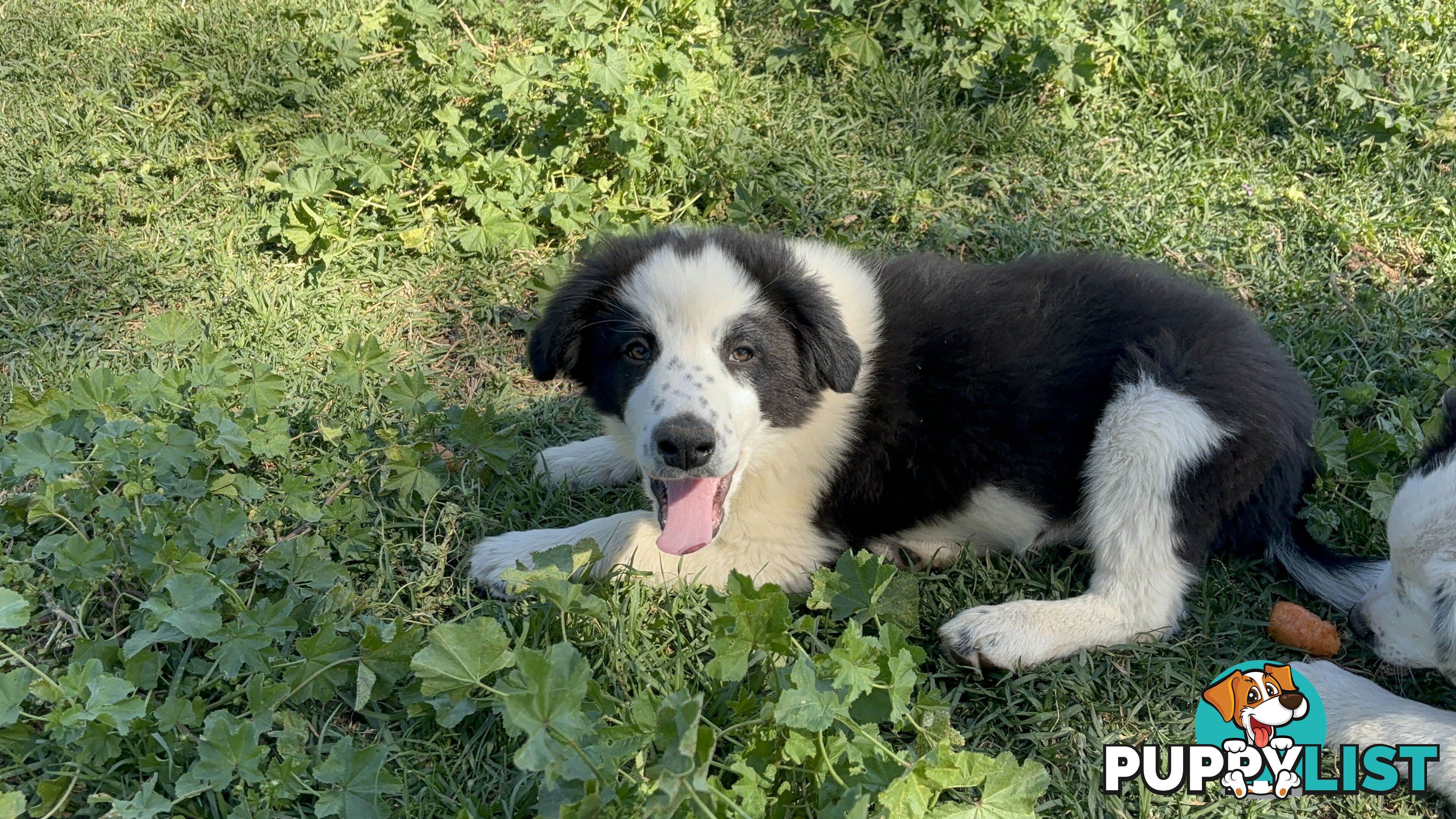 Border Collie Pups