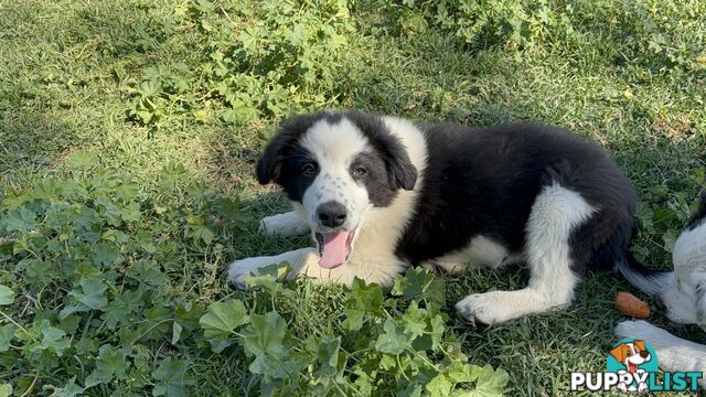 Border Collie Pups