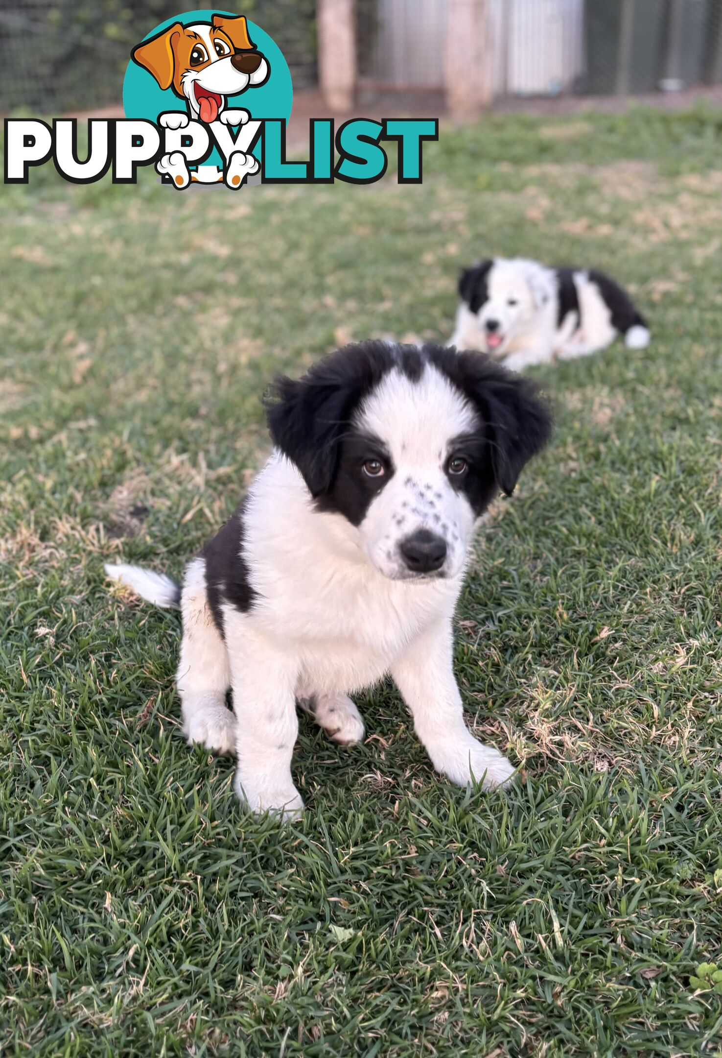 Border Collie Pups