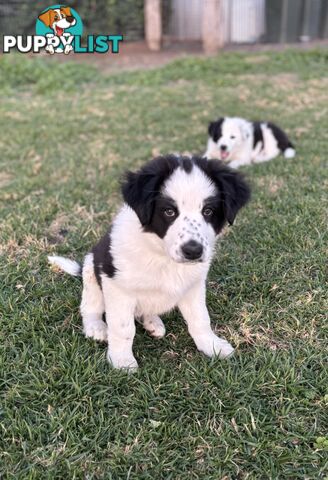 Border Collie Pups