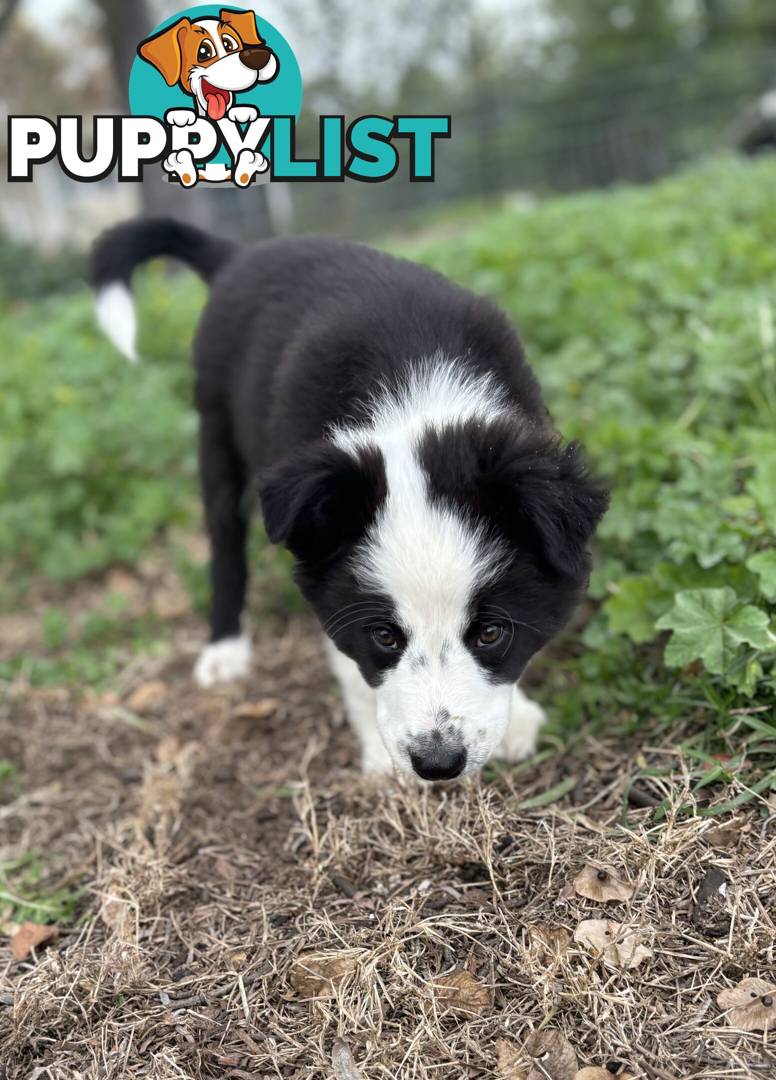 Border Collie Pups