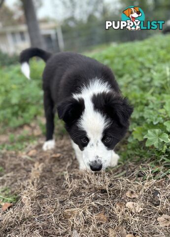 Border Collie Pups