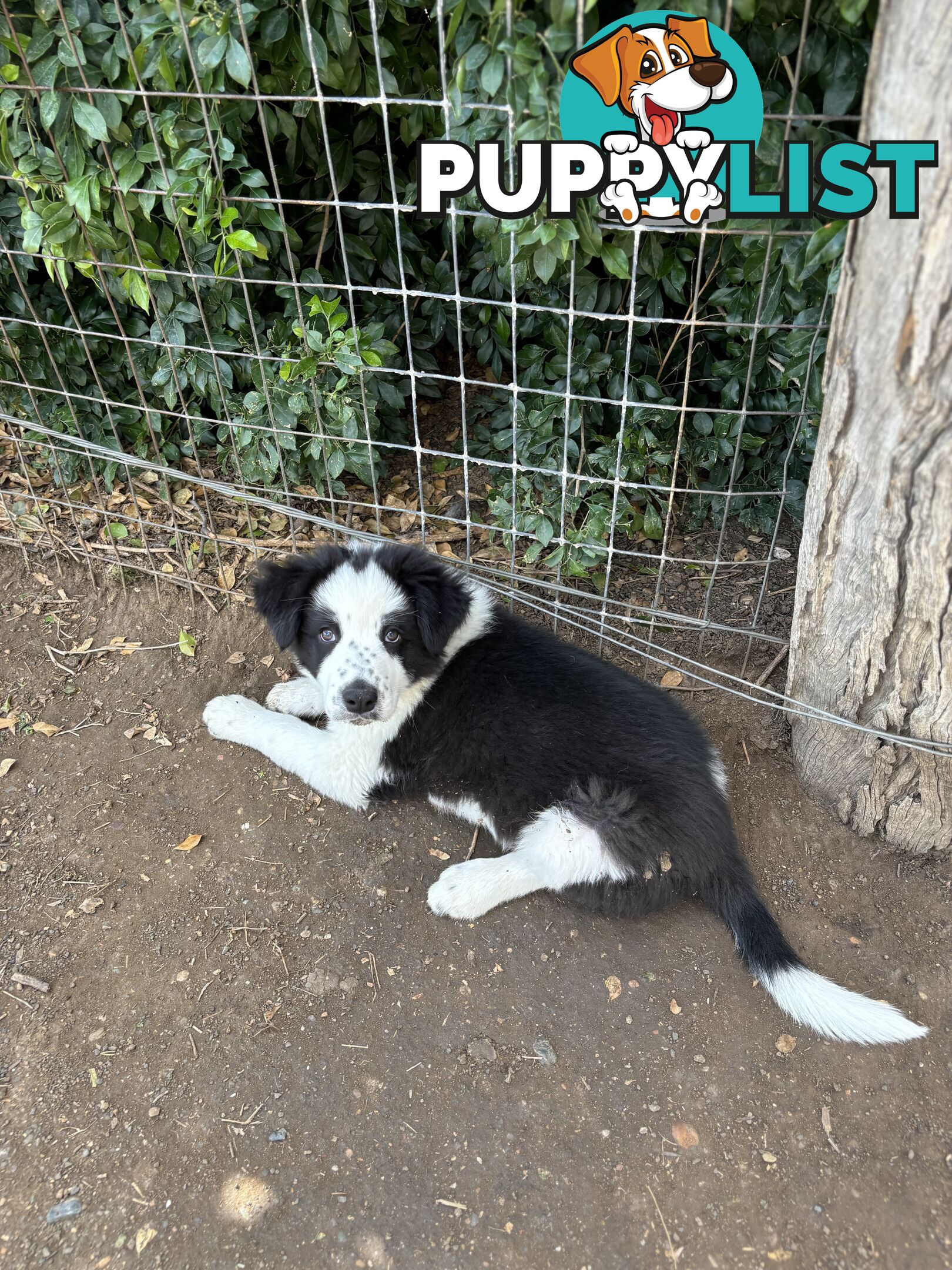 Border Collie Pups