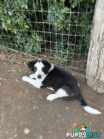 Border Collie Pups