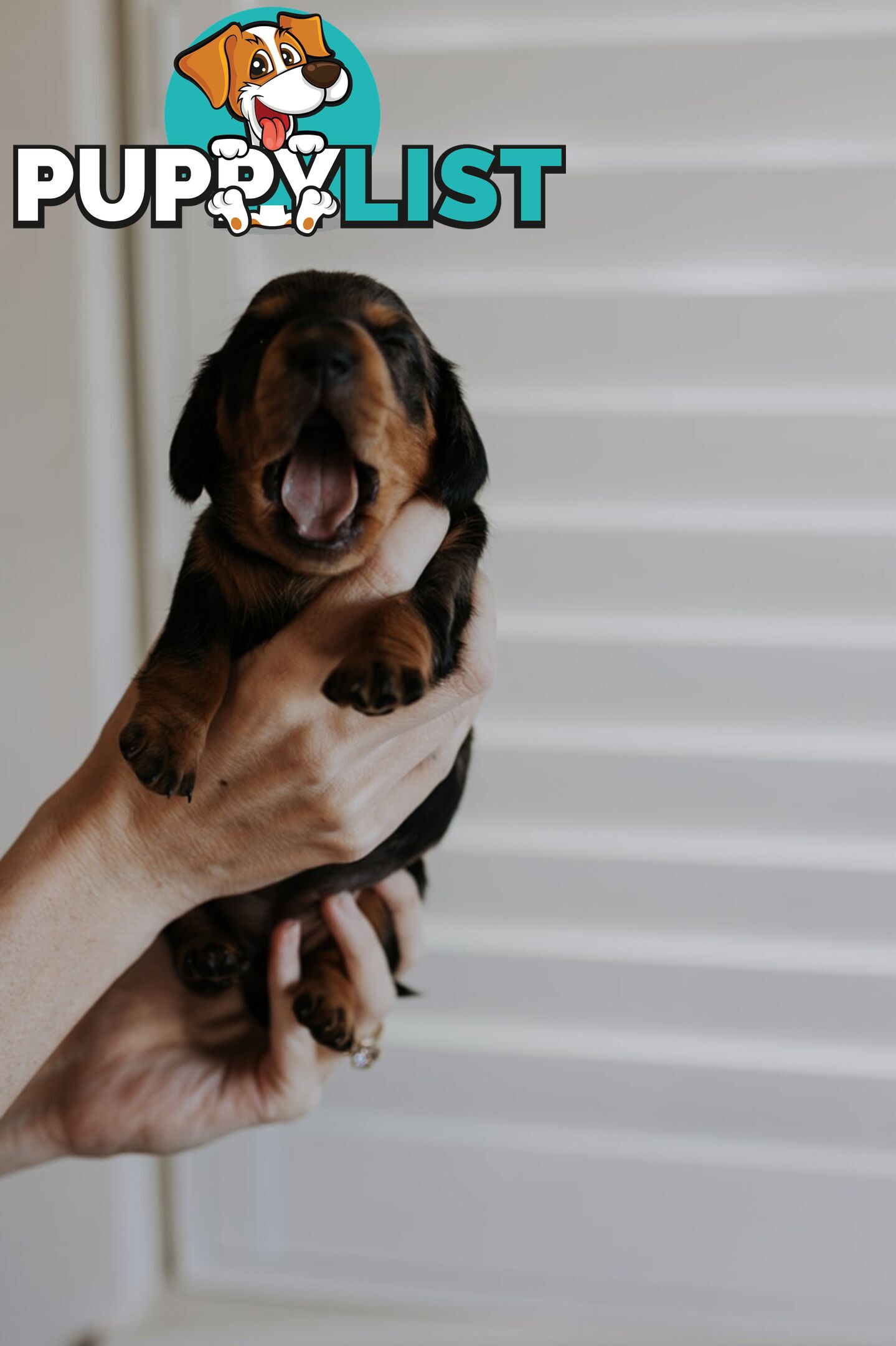 Minature Pure Bred Daschund Puppies