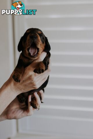 Minature Pure Bred Daschund Puppies