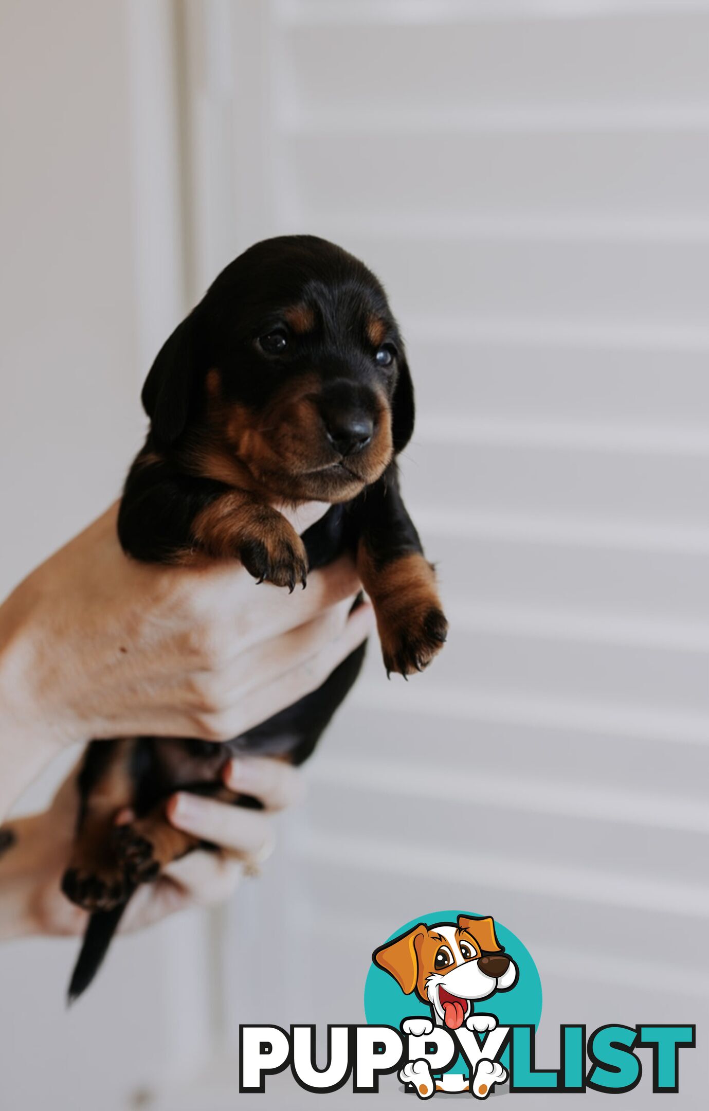 Minature Pure Bred Daschund Puppies