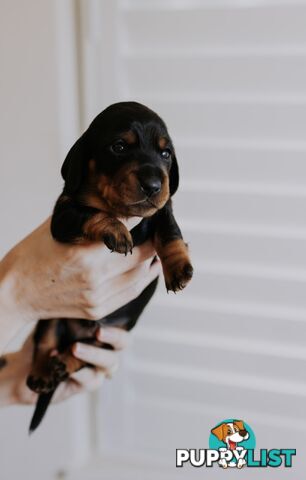 Minature Pure Bred Daschund Puppies