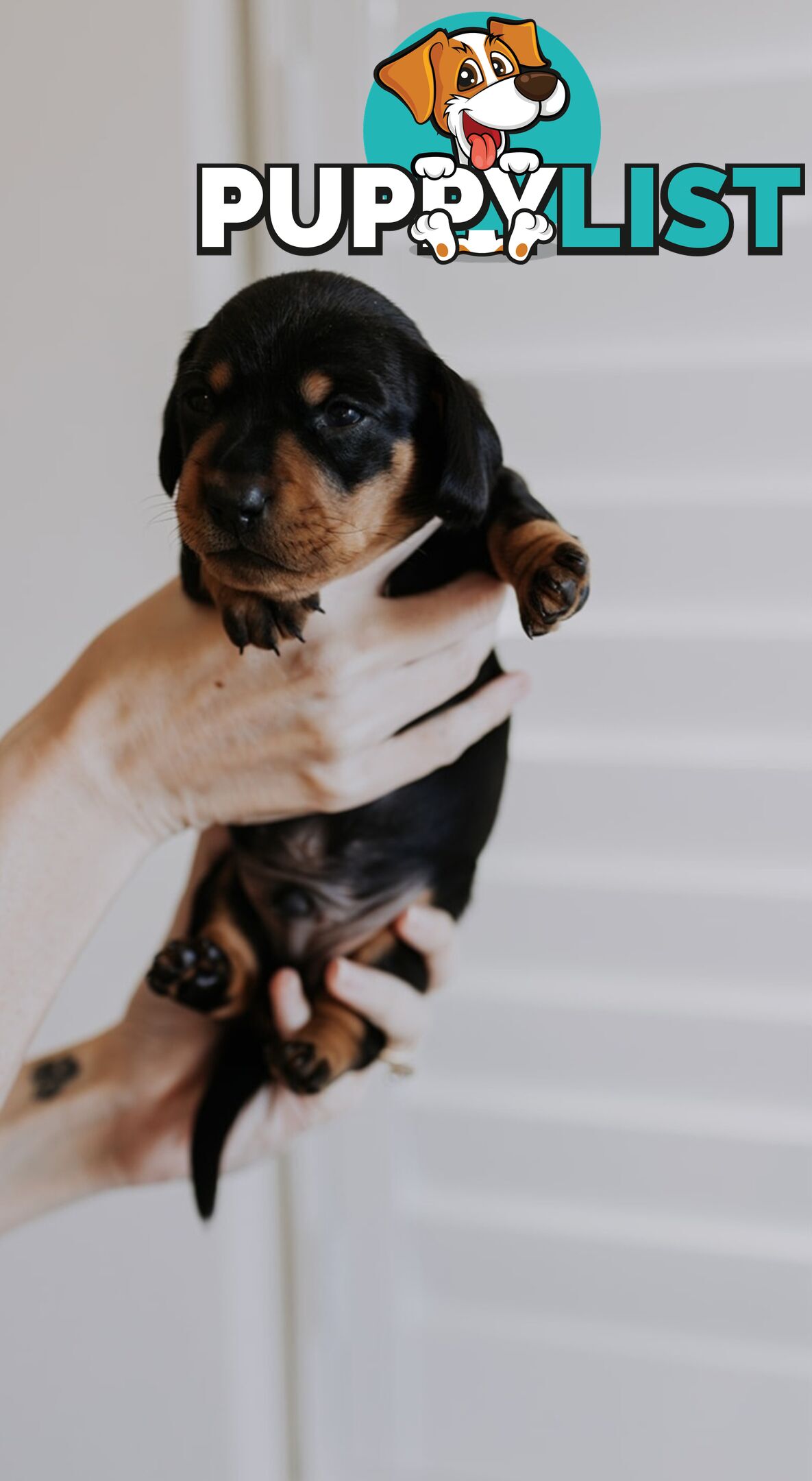 Minature Pure Bred Daschund Puppies