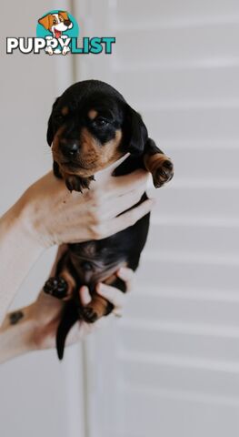 Minature Pure Bred Daschund Puppies