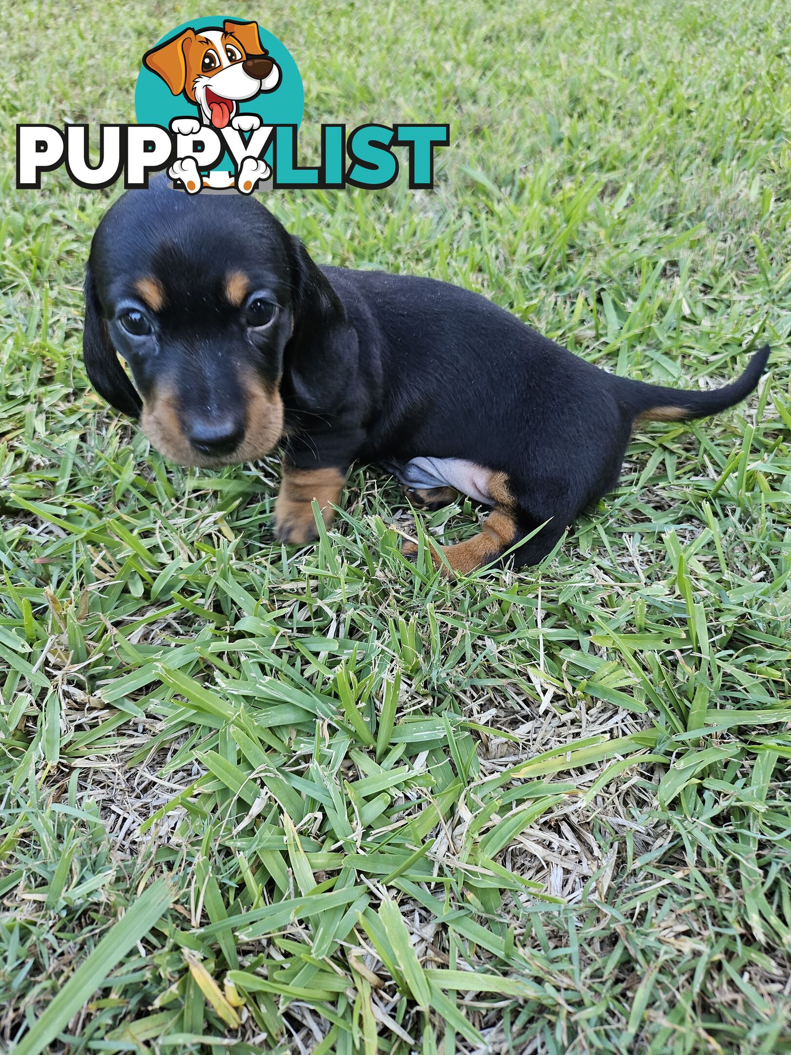 Minature Pure Bred Daschund Puppies