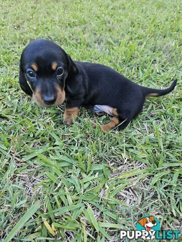 Minature Pure Bred Daschund Puppies